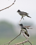 Eastern Kingbirds 8628